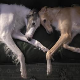 Borzoi puppies from Kaos Kennel
