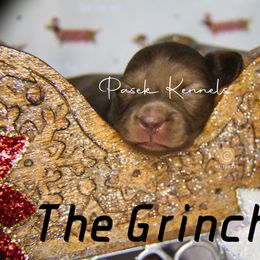 Dachshund Puppies from Pasek Kennels