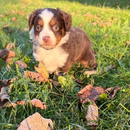 Chase - Red tri-color male Miniature American Shepherd puppy in Terryville, Connecticut from Spirited Aussies