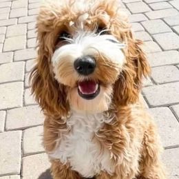 Cockapoo puppies from Cactus Doods