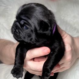 Purple collar - Black female Pug puppy in Deer Park, Texas from Butler Pugs and Frenchies