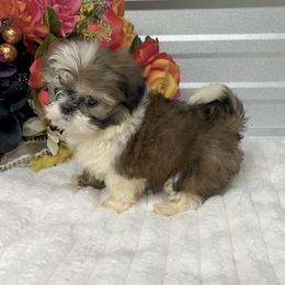 ALisha - Gold and white female Shih Tzu puppy in Elgin, South Carolina from Silver Bells Paw Prints