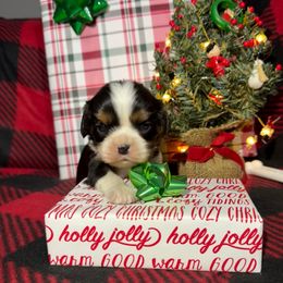 AKC- Tri Colored Girl 1 - Tri-color female Cavalier King Charles Spaniel puppy in Raymondville, Missouri from Puppy PlayPen