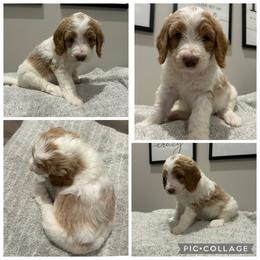 Cream and Red Parti Girl - Parti female Goldendoodle puppy in Lancaster, South Carolina from Silver Hill Farm SC