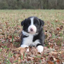 Tara - Black and white female Border Collie puppy in Cedartown, Georgia from Ferguson Border Collies
