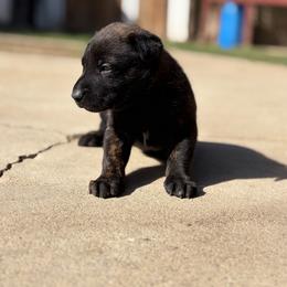 Stella - Black brindle female Dutch Shepherd puppy in San Jose, California from Brandon's Dutch Shepherds