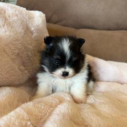 River - Black and tan parti male Pomeranian puppy in Success, Missouri from Sweet Success