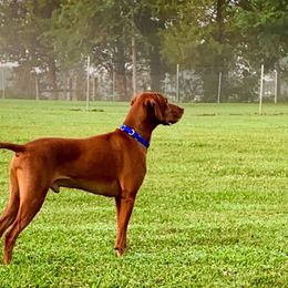 Vizslas from CMF Vizslas