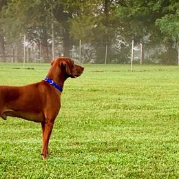 Vizslas from CMF Vizslas