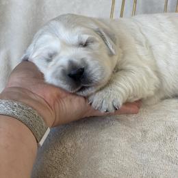 Dachshund and Golden Retriever Puppies from Charmm Dachshunds & English Cream Golden Retrievers