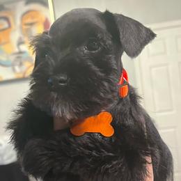 Orange - Black and silver male Miniature Schnauzer puppy in Lehigh Acres, Florida from Regency Schnauzer