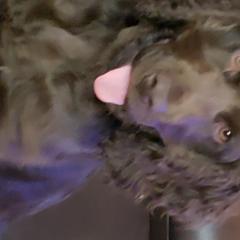 Jäeger - Boykin Spaniel