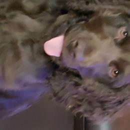 Jäeger - Boykin Spaniel