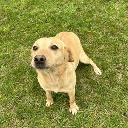 Nellie - Labrador Retriever