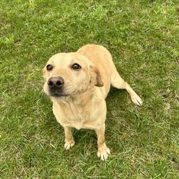 Nellie - Labrador Retriever
