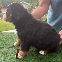 Bernese Mountain Dog Puppies from Emma-Mada's Old Thyme Berners