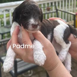 Padme - Parti female Poodle puppy in Prosperity, Pennsylvania from Stelladoodles & Company