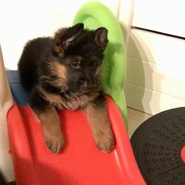 German Shepherd Puppies from Central Coast German Shepherds