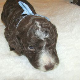 Goldendoodle and Poodle Puppies from David & Patricia Elliott