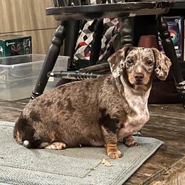 Bree - Dachshund