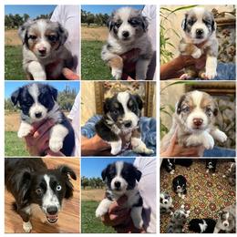 Australian Shepherd and Miniature Australian Shepherd Puppies from Puppy Love Ranch Mini Aussies