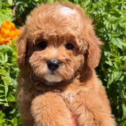 Red - Red  female Goldendoodle puppy in Tucson, Arizona from Adored Poodle & Doodles