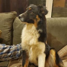 Grant - Black tri-color male Australian Shepherd puppy in Rossville, Tennessee from GoodSprings Aussies
