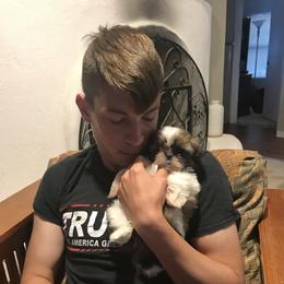 Shih Tzu Puppies from Willow Lane Shih Tzus