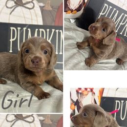 Sandy - Fawn (isabella) and tan female Dachshund puppy in Tulsa County, Oklahoma from Willow Creek Miniature Dachshunds