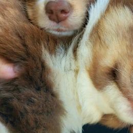 Australian Shepherds from The Aussie Family