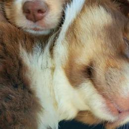Australian Shepherds from The Aussie Family