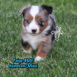 Paige - Blue merle female Miniature American Shepherd puppy in Elgin, Oregon from Cross L Miniature American Shepherds