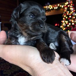 Twinkle - Tri-color female Cavapoo puppy in Tucson, Arizona from Adored Poodle & Doodles