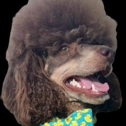 Gunner - Poodle