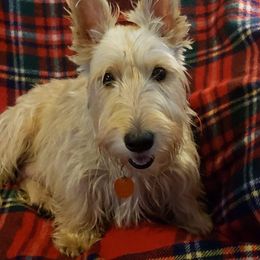 Molly - Scottish Terrier