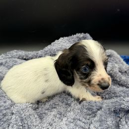 Boy 6 - Piebald male Dachshund puppy in Spanaway, Washington from 11 Oaks Kennels
