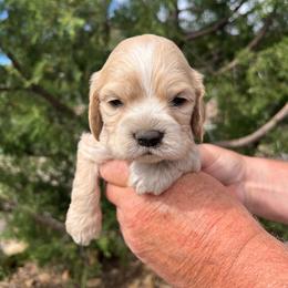 Boy 5 - Buff male Cocker Spaniel puppy in Trinidad, Colorado from Sweet Cockers