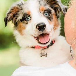 Miniature Australian Shepherds from Bluebird Aussiebilities