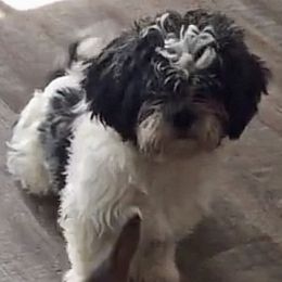 Lexus - Shih Tzu