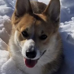 Pembroke Welsh Corgis from Quartz Hill Corgis