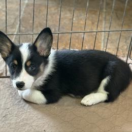 Orange - Black and tan male Pembroke Welsh Corgi puppy in Early, Texas from Mitchell Corgis