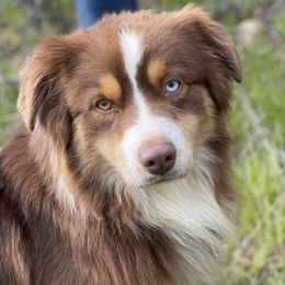 Timberline Cedar Summit - Red tri male Miniature Australian Shepherd puppy in Somerset, Kentucky from Natural Life Ranch