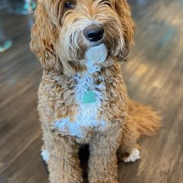 Australian Labradoodles from Rum River Labradoodles