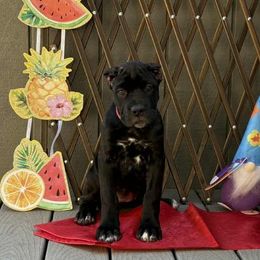 Girl 3 - Black female Cane Corso puppy in San Francisco, California from Solo Uno Cane Corso