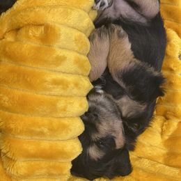 Schnoodle Puppies from Noodle Tings Puppies