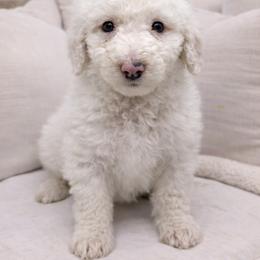 Daisy - White female Sheepadoodle puppy in Thornville, Ohio from Four Front Doodles & Friends