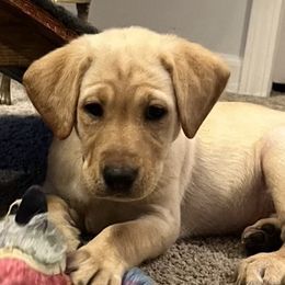 Labrador Retriever Puppies from Sycamore Kennels