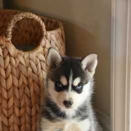 Aurora - Tri-color female Pomsky puppy in Redding, California from Spirit Pomskies
