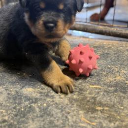 Rottweiler Puppies from Von Hause Sarjen
