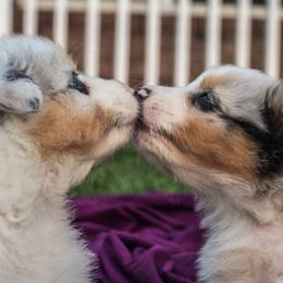 Australian Shepherds from Tri County Australian Shepherds